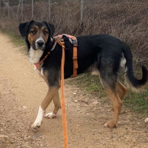 Trasto,  chien de 2 ans facile à vivre (ok chats) #2