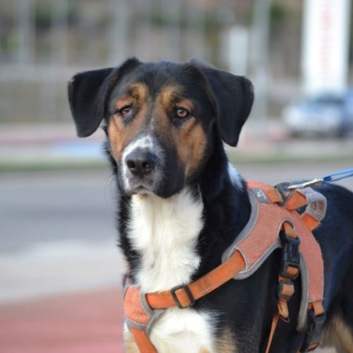 Trasto,  chien de 2 ans facile à vivre (ok chats)