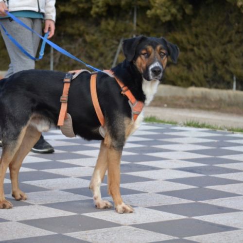 Trasto,  chien de 2 ans facile à vivre (ok chats) #4