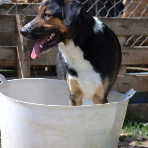 Trasto,  chien de 2 ans facile à vivre (ok chats) #5