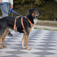 Trasto,  chien de 2 ans facile à vivre (ok chats) #4
