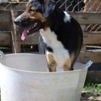 Trasto,  chien de 2 ans facile à vivre (ok chats) #5