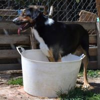 Trasto,  chien de 2 ans facile à vivre (ok chats) #6