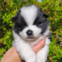 Chiots mâles spitz à réserver