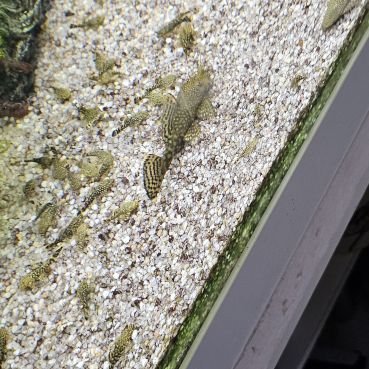 A vendre poisson #1