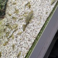 A vendre poisson #1