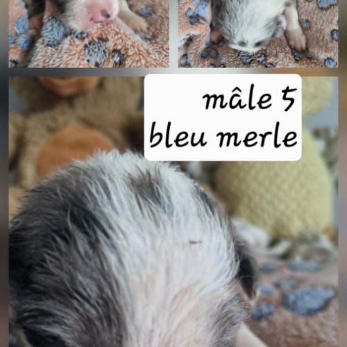 Magnifique chiots bleus merles #1