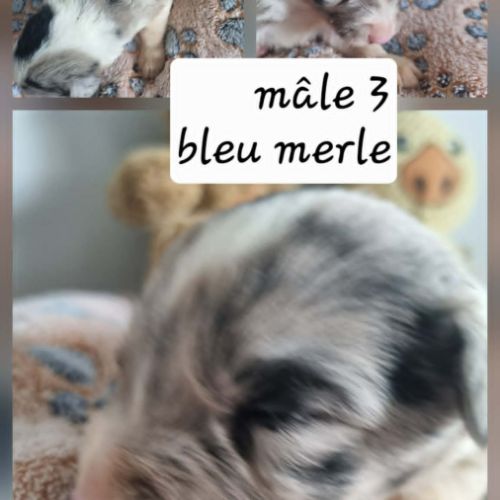 Magnifique chiots bleus merles #2