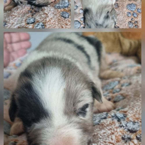 Magnifique chiots bleus merles