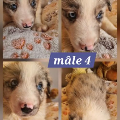 Magnifiques chiots bleus merles
