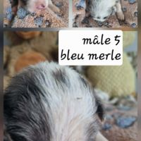 Magnifique chiots bleus merles #1