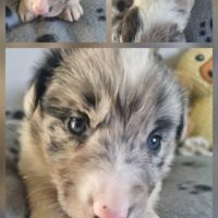 Magnifique chiots bleus merles