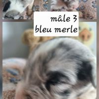 Magnifique chiots bleus merles #2