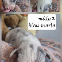Magnifique chiots bleus merles #3
