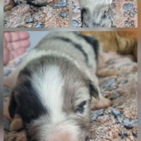 Magnifique chiots bleus merles #0