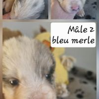 Magnifique chiots bleus merles