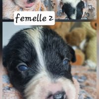 Magnifique chiots bleus merles #7