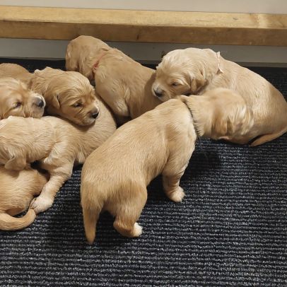 Chiots golden retriever #2