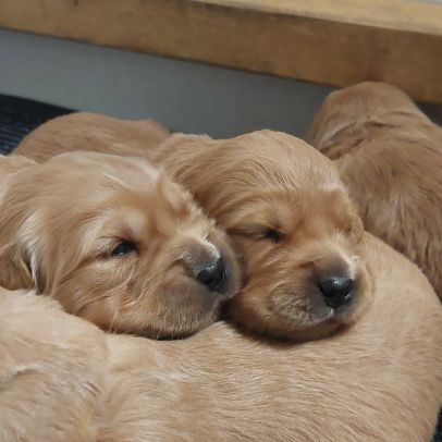 Chiots golden retriever #0