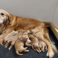 Chiots golden retriever #1