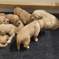 Chiots golden retriever #2