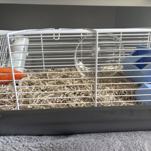 Hamster à vendre +cage+accessoire+nourriture #1