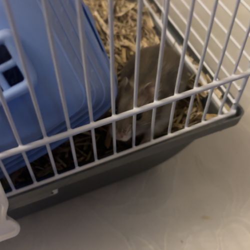 Hamster à vendre +cage+accessoire+nourriture #0
