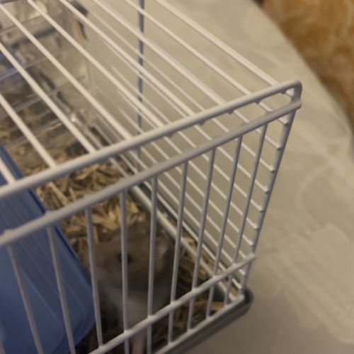 Hamster à vendre +cage+accessoire+nourriture #3