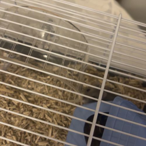 Hamster à vendre +cage+accessoire+nourriture #4