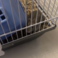 Hamster à vendre +cage+accessoire+nourriture