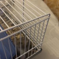 Hamster à vendre +cage+accessoire+nourriture #3
