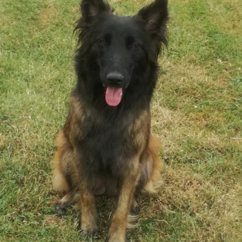 Chiots berger belge tervueren lof lignées travail
