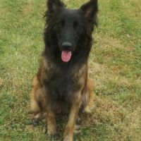 Chiots berger belge tervueren lof lignées travail