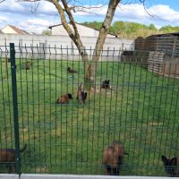 Chiots berger belge tervueren lof lignées travail #2