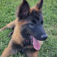 Chiots berger belge tervueren lof lignées travail