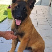 Chiots berger belge tervueren lof lignées travail #2