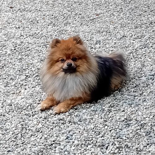 Jeune mâle spitz #3