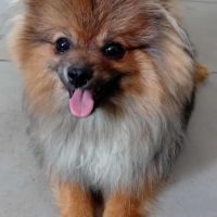 Jeune mâle spitz #1