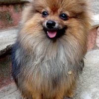 Jeune mâle spitz