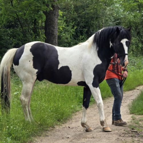 Saillie paint oc pie homozygote #5