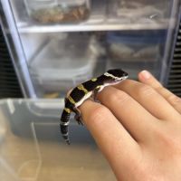 Gecko léopard
