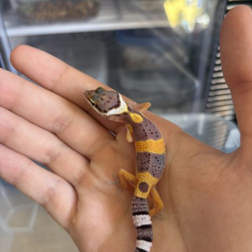 Gecko léopard #2