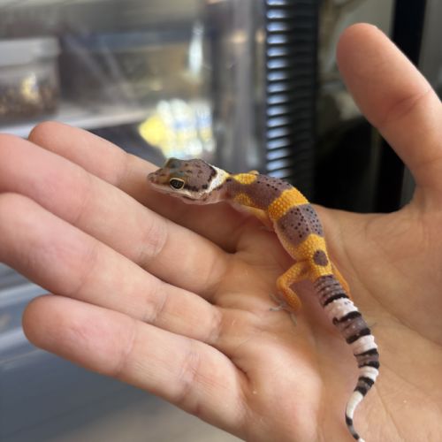 Gecko léopard #3