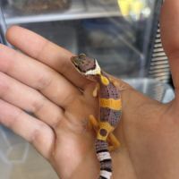 Gecko léopard #0