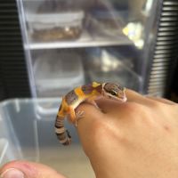 Gecko léopard #4