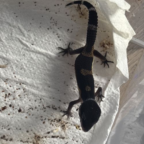 Gecko léopard