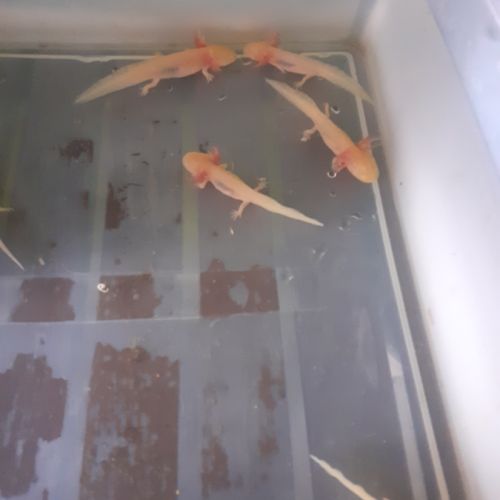 Jeunes axolotls #1