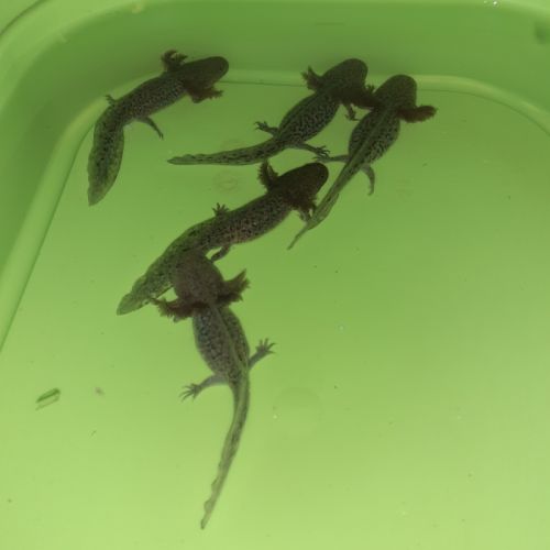 Jeunes axolotls #3