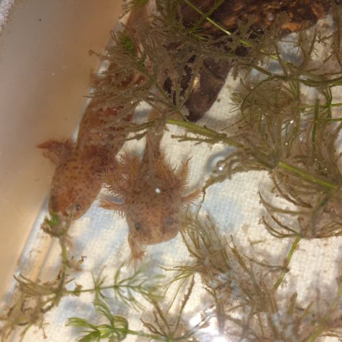 Jeunes axolotls #4