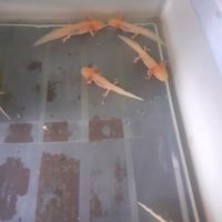Jeunes axolotls #1